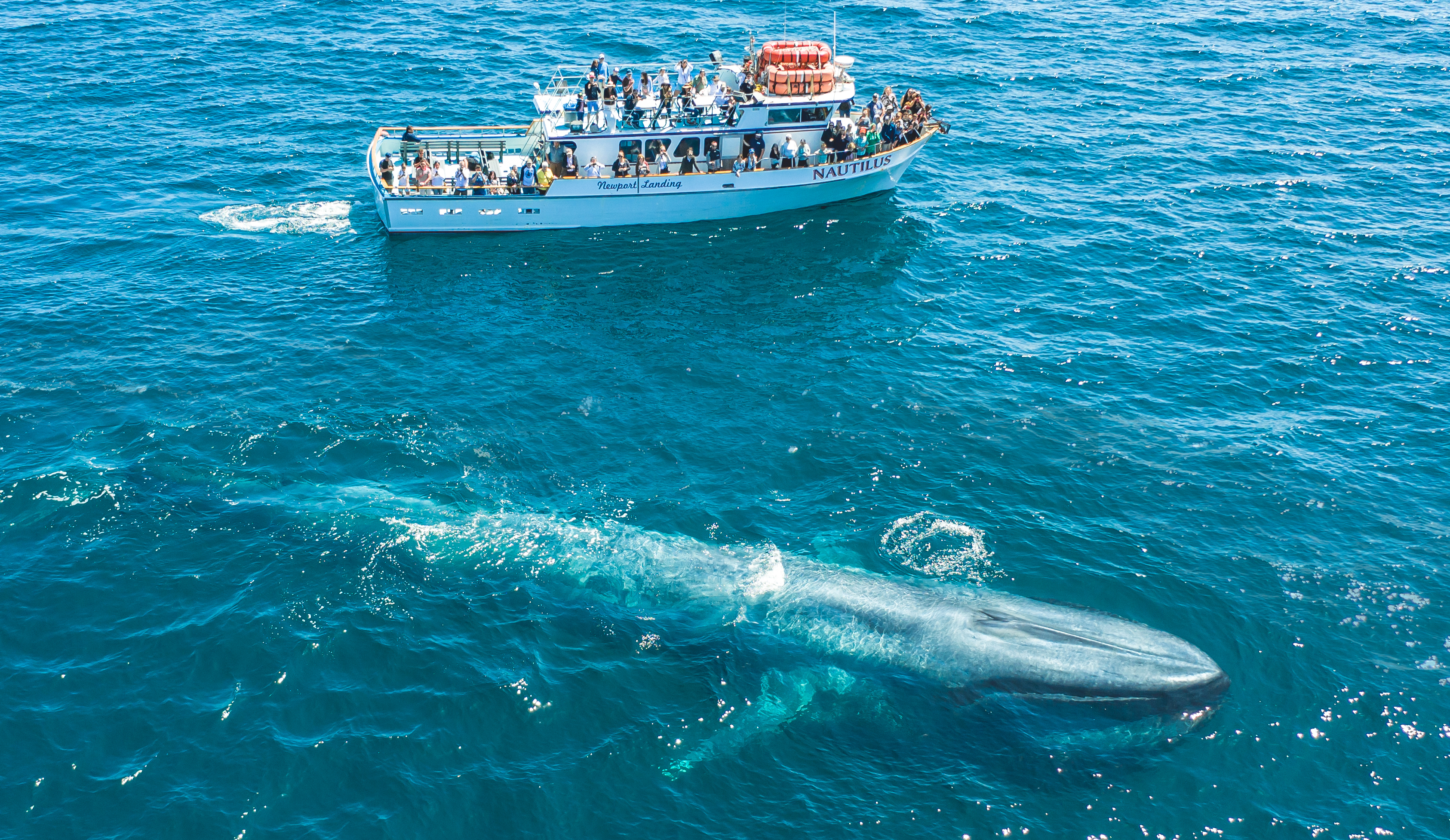 catalina-island-whale-watching-cruises