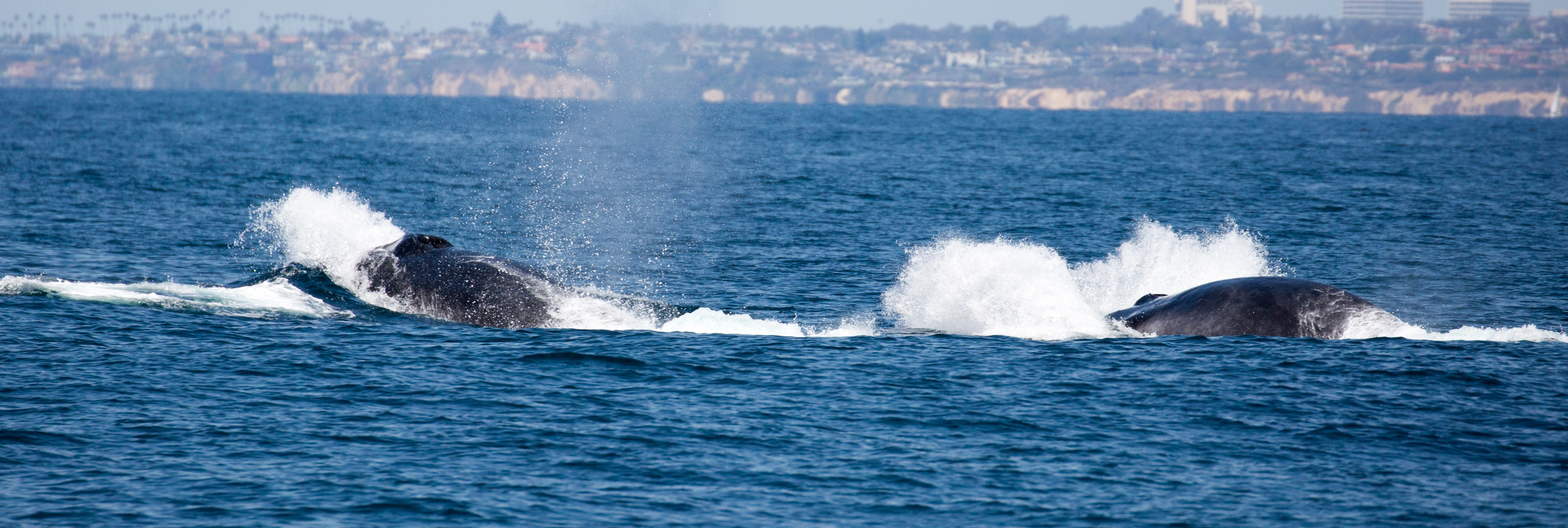 finback-whale-watching-catalina-island-tours
