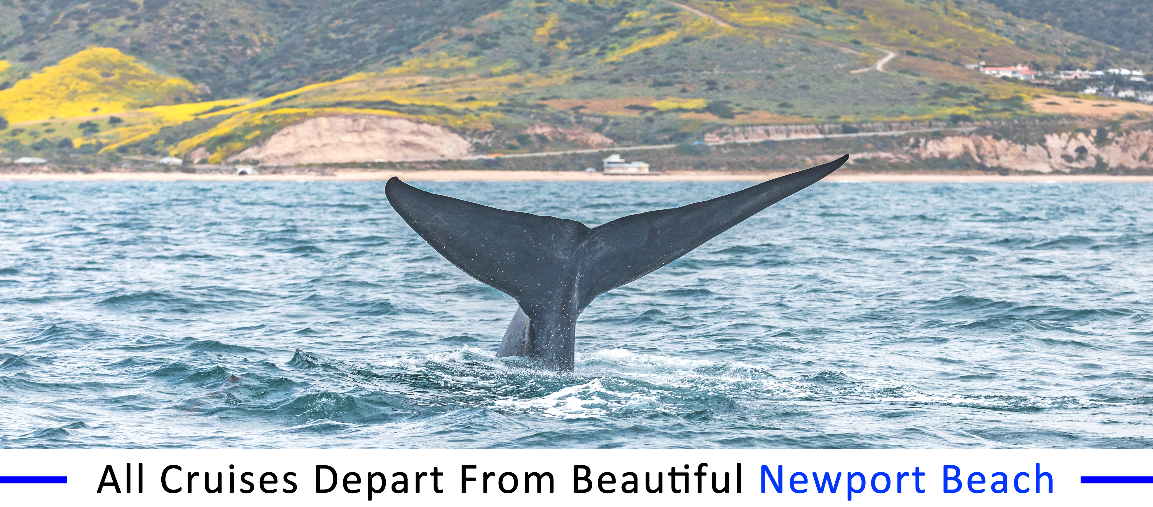 whale-watching-catalina-island-group-pricing