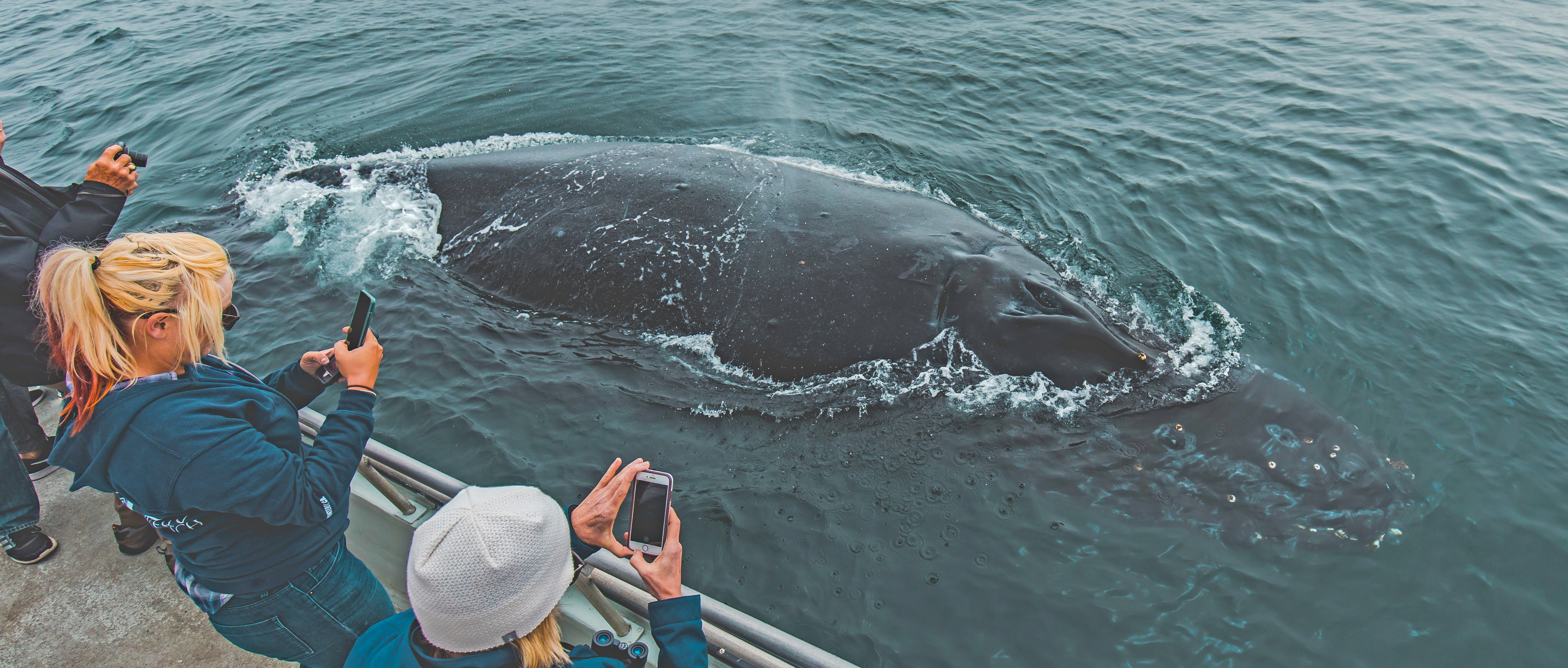 catalina-island-humpback-whale-watch