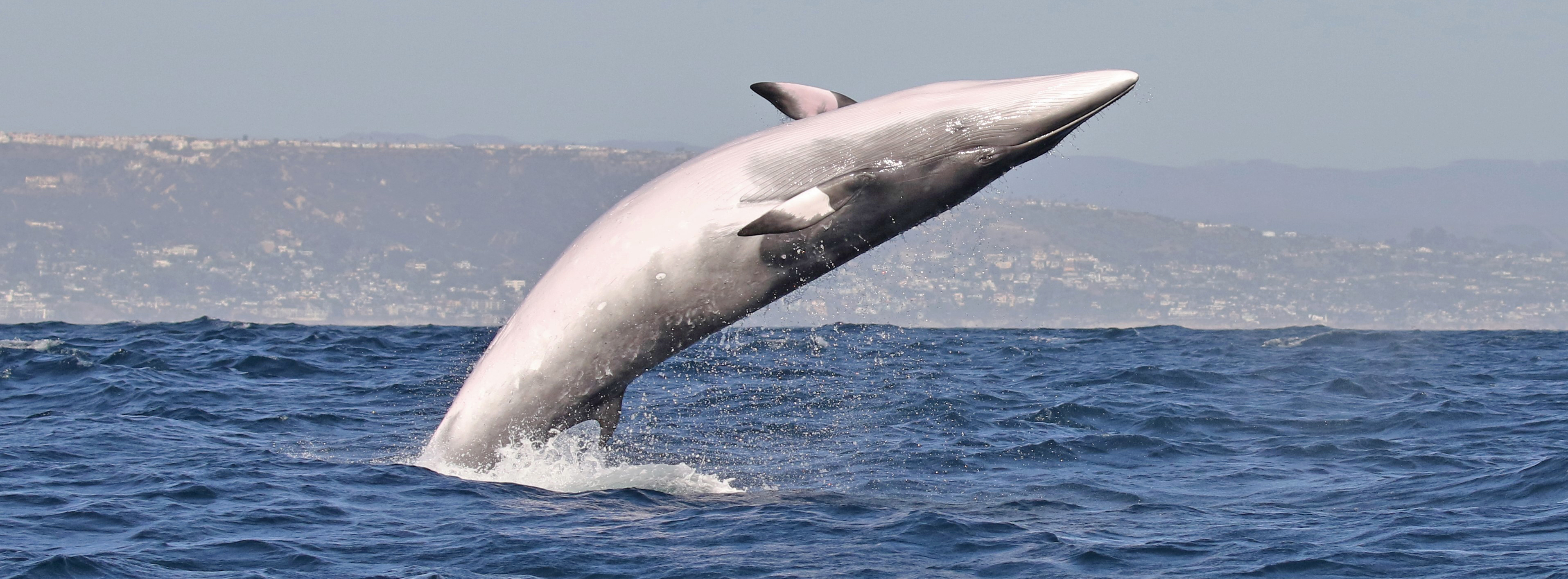 catalina-island-minke-whale